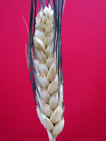 martinella